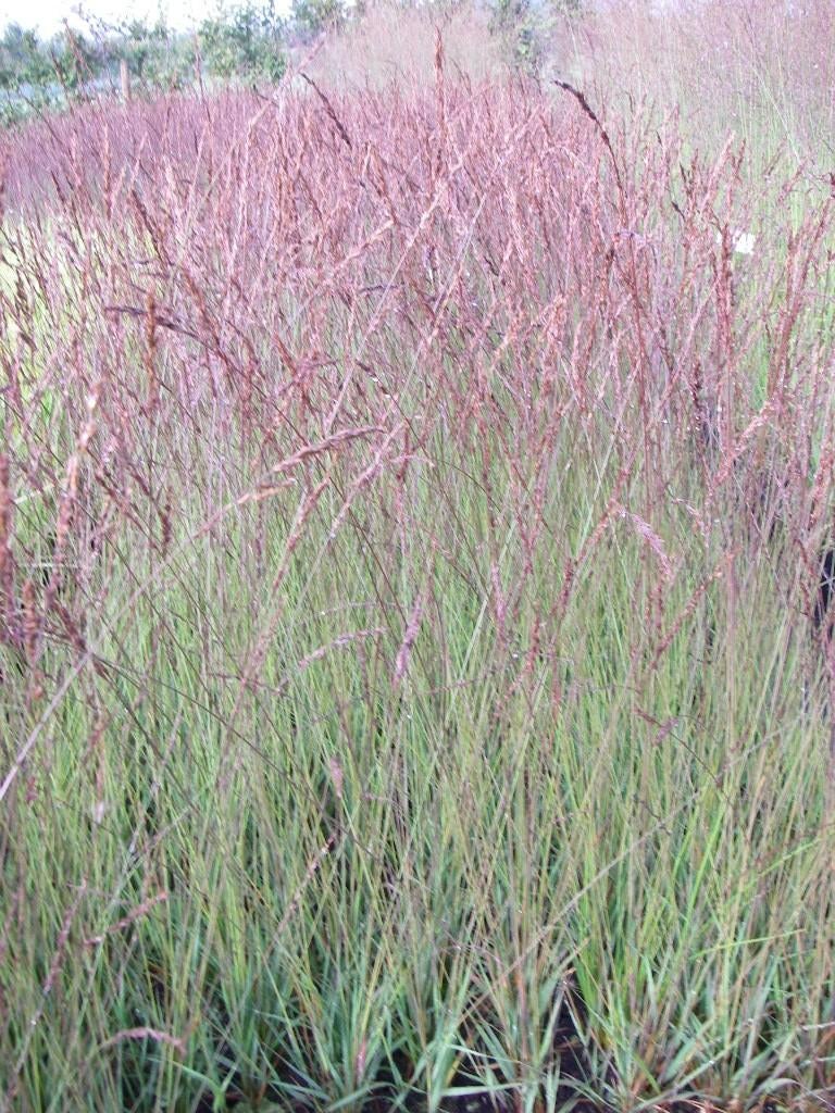 Molinia Edith Dudszus., Enlèvement