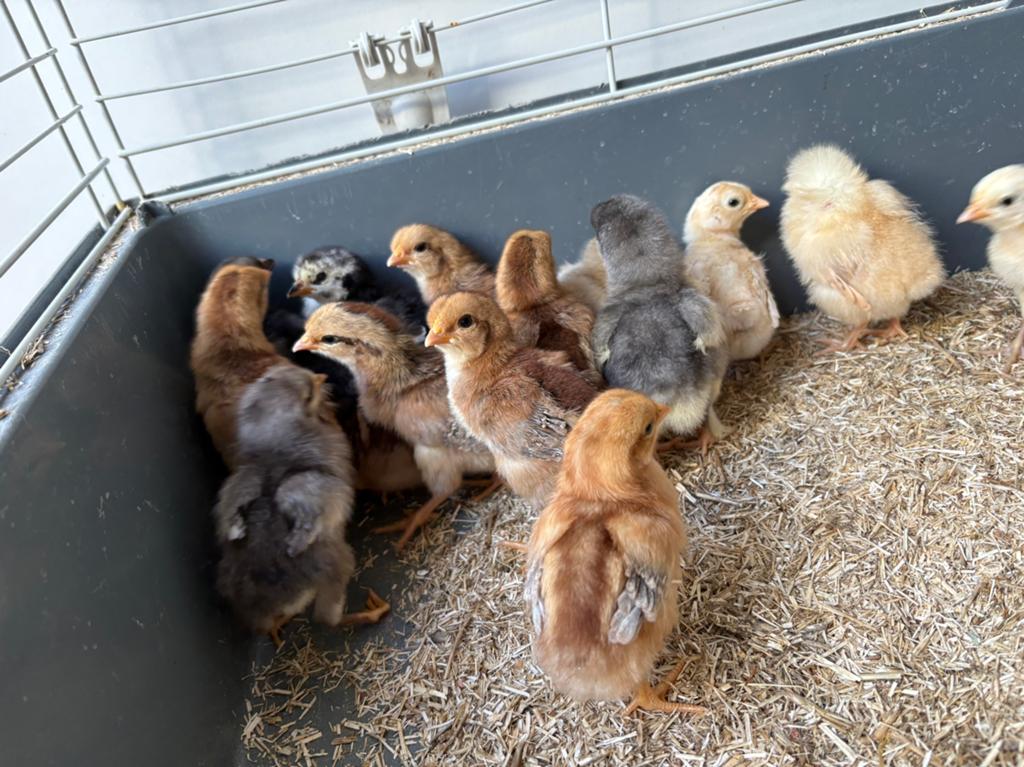 Kuikens, Dieren en Toebehoren, Meerdere dieren, Kip
