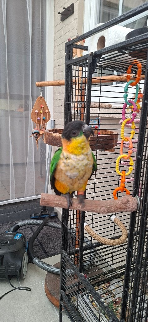 Zwartkop  Caique, Dieren en Toebehoren, Mannelijk, Dwergpapegaai of Agapornis, Tam