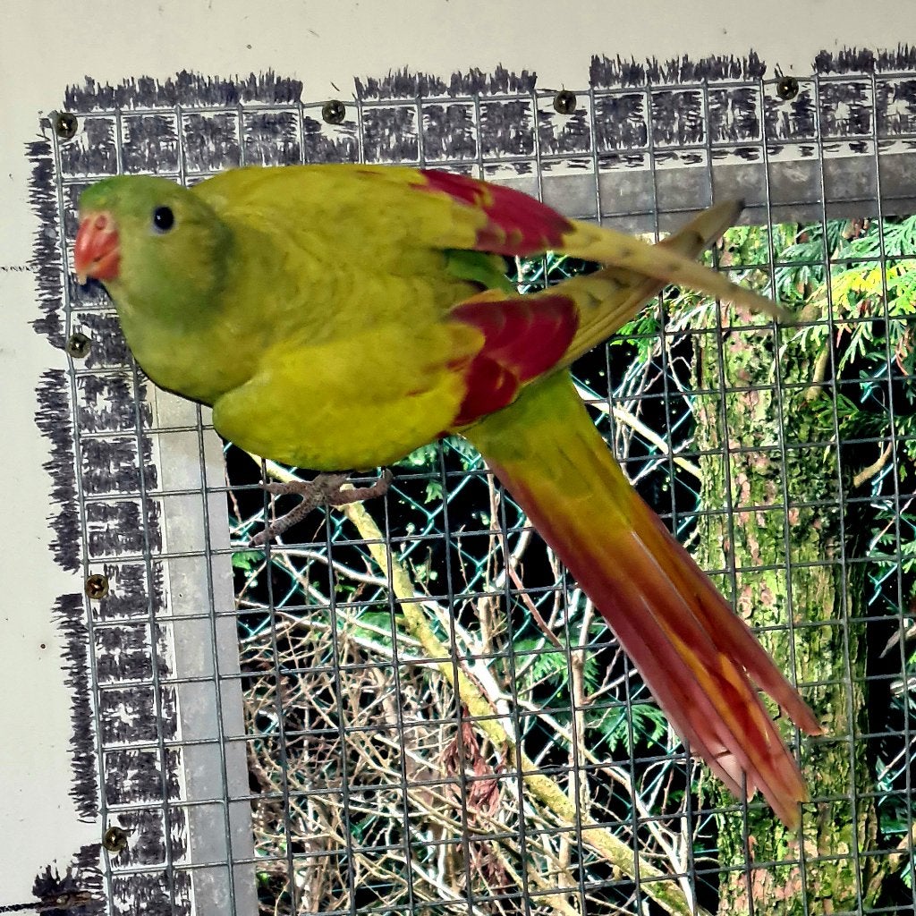 Mountain Perakeet Pastel Pop, Animaux & Accessoires, Femelle, Perruche, Bagué