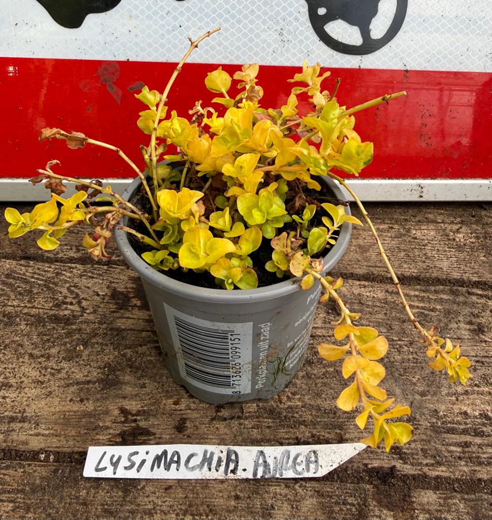 Lot de 10 aquatiques pour étang, Enlèvement, Plante fixe, Plantes de bassin, Plein soleil