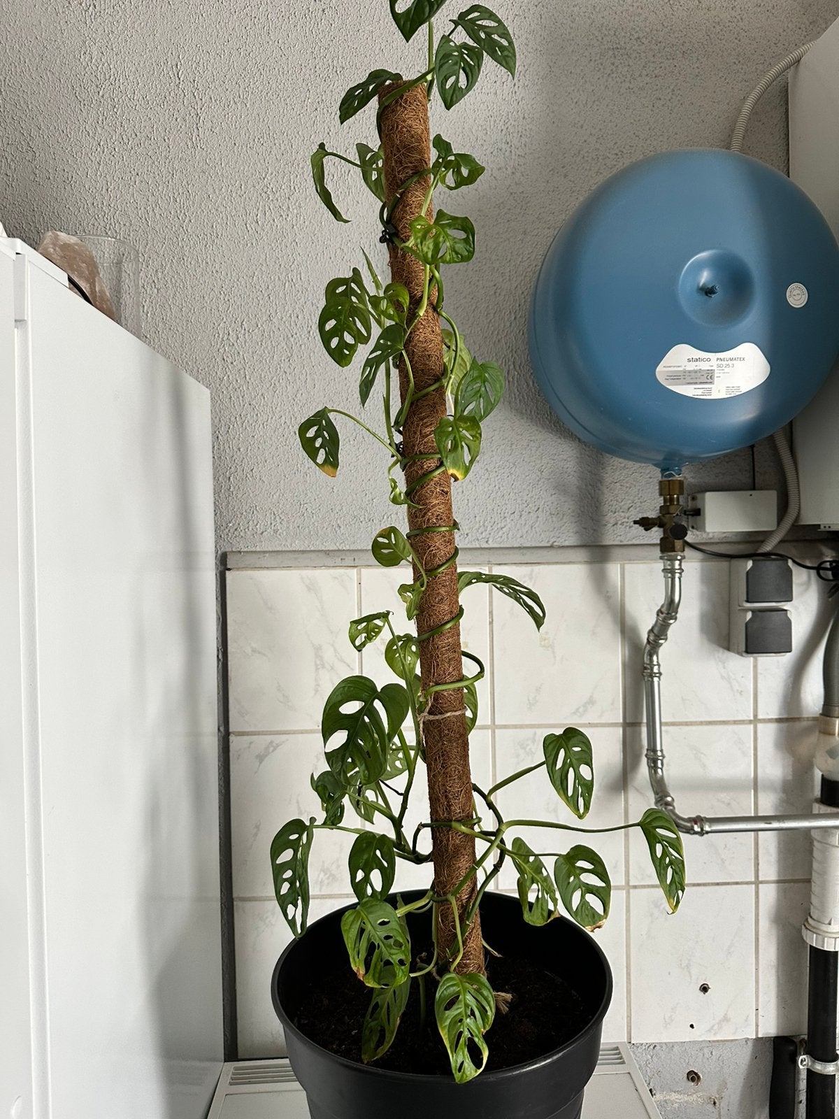 Monstera adansonii op mosstok – mooie grote kamerplant, Huis en Inrichting, Kamerplanten, Ophalen, 100 tot 150 cm, Overige soorten