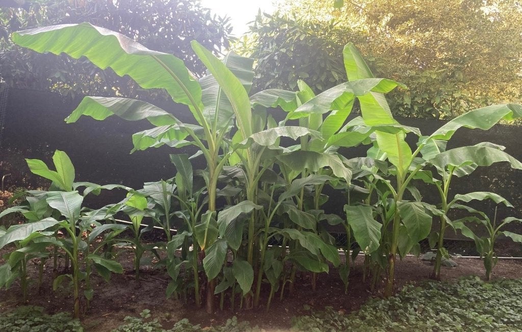 Musa Basjoo bananenplant, Enlèvement, Plante fixe, Autres espèces
