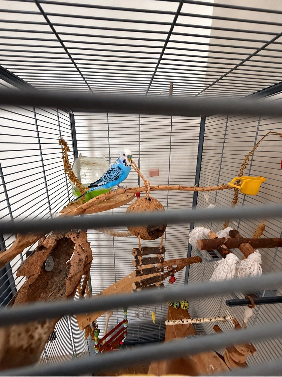 Blauwe vogel met grote kooi en veel accessoires, Dieren en Toebehoren