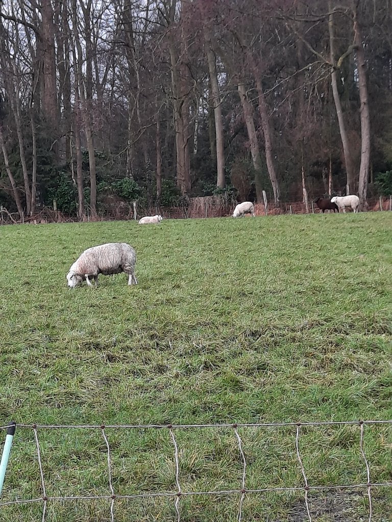 Te koop weide landbouwgrond 55 are, Weidegang, 2 of 3 paarden of pony's