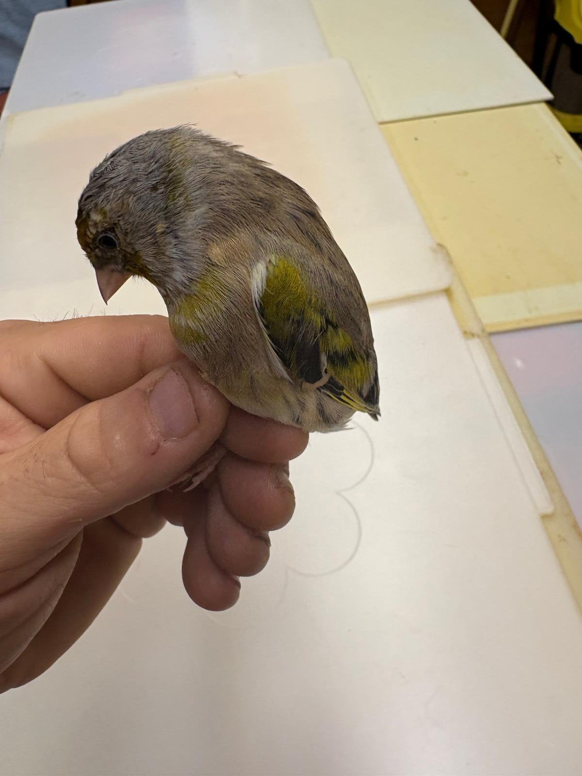 Kruisingen groote distelvink x kanarie mannen, Dieren en Toebehoren, Mannelijk, Wildzangvogel, Geringd