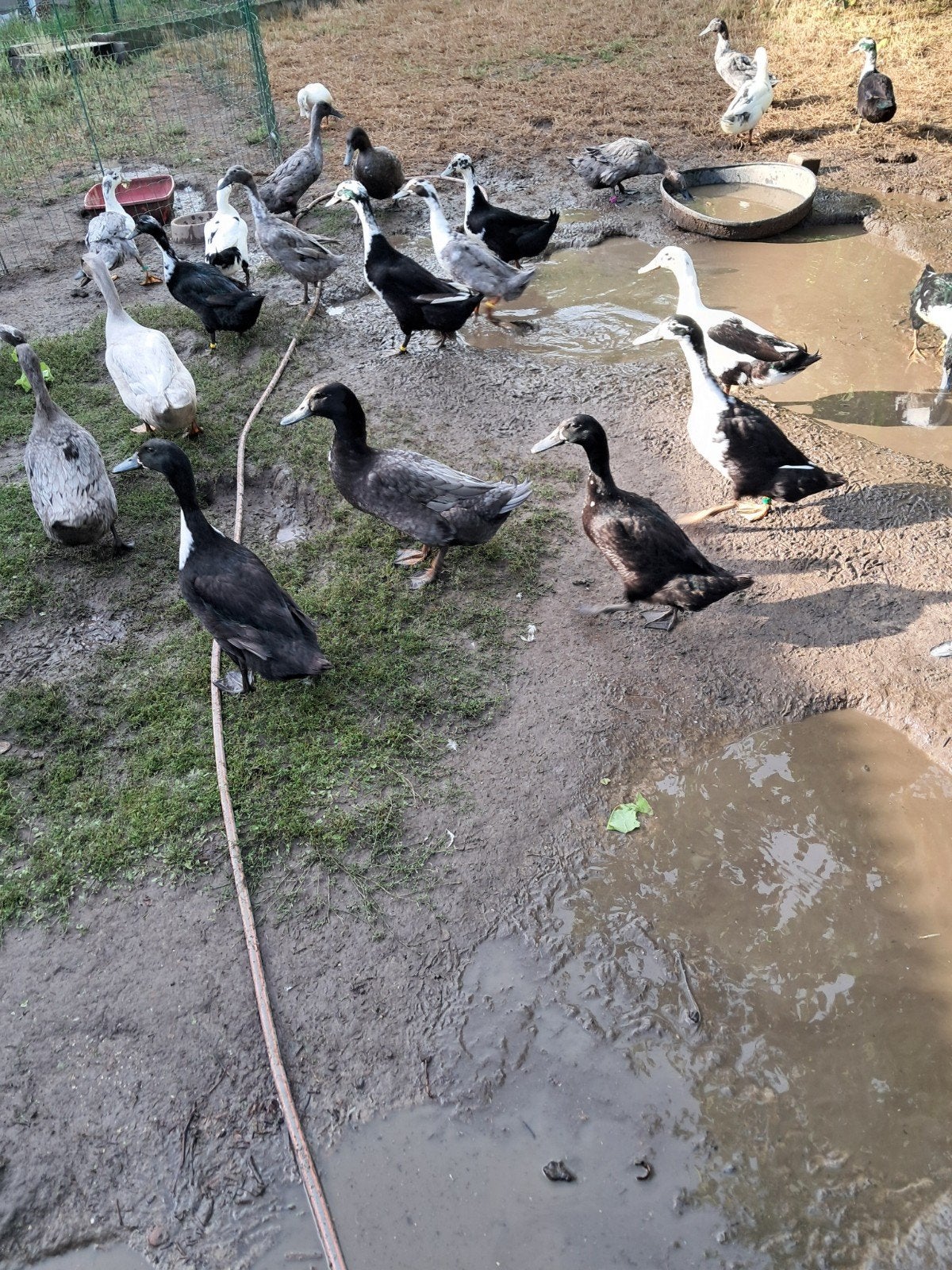 Huttegemse eenden, Dieren en Toebehoren