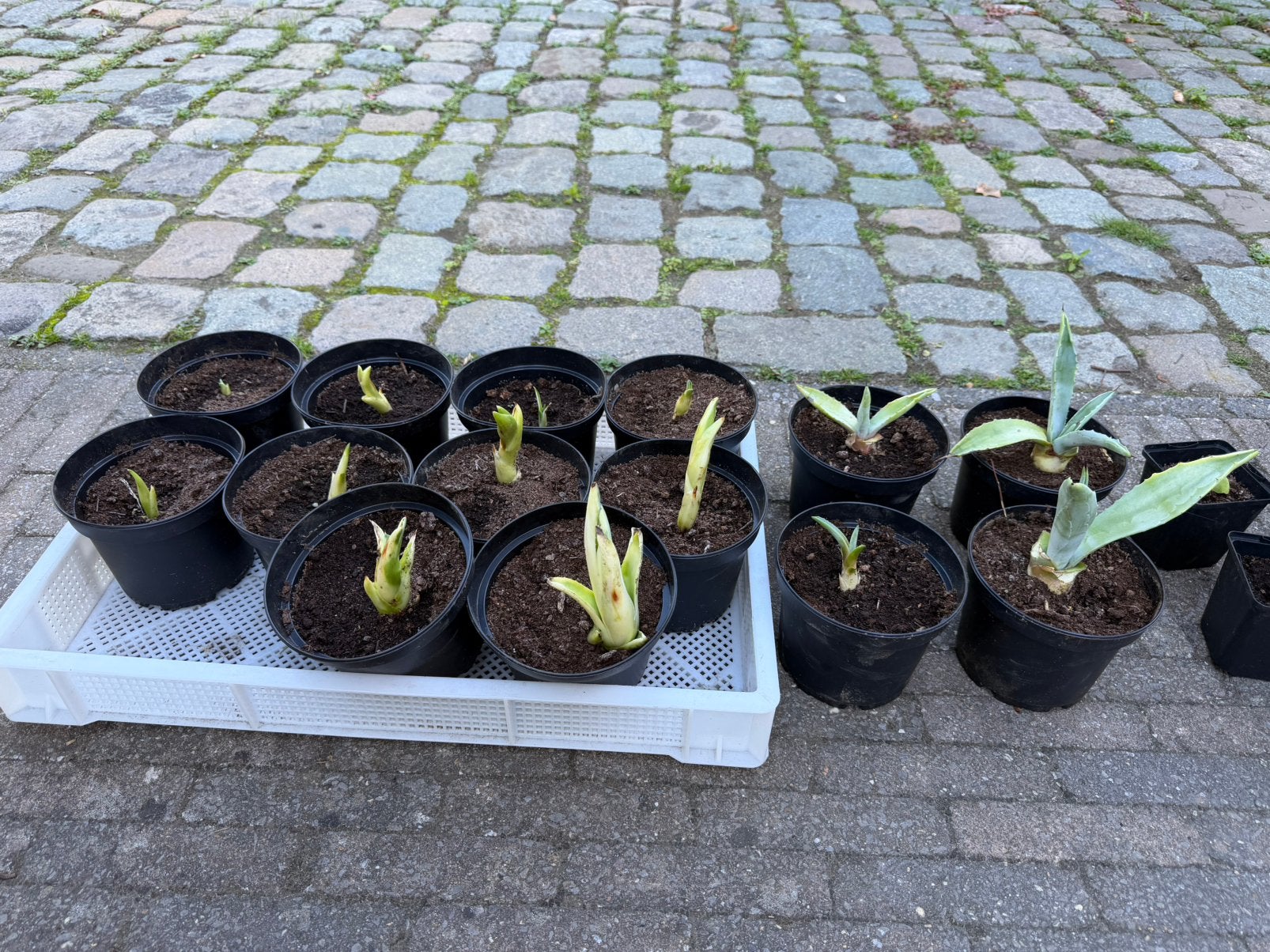 Gratis Agave stek goed geworteld, Ophalen