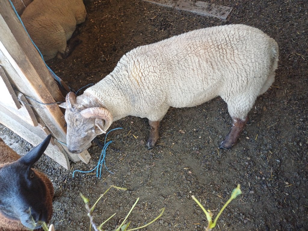 Bélier 1,5 ans, Mâle, Mouton, 0 à 2 ans
