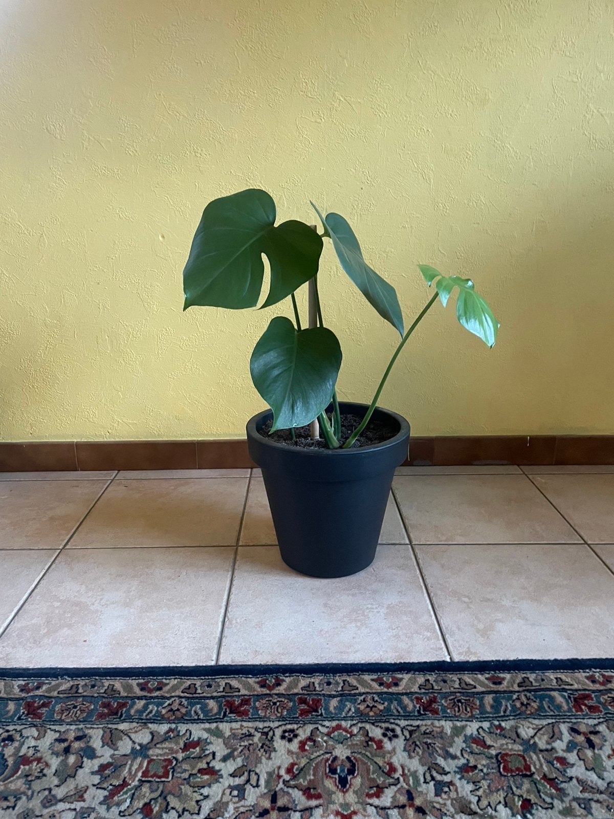 Monstera deliciosa, Maison & Meubles, Autres espèces, En pot, Moins de 100 cm, Enlèvement