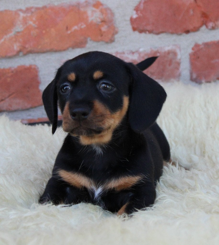 Teckel pups Black & tan korthaar, Dieren en Toebehoren, Honden | Teckels en Dashonden, Parvo, België, 8 tot 15 weken, Korthaar