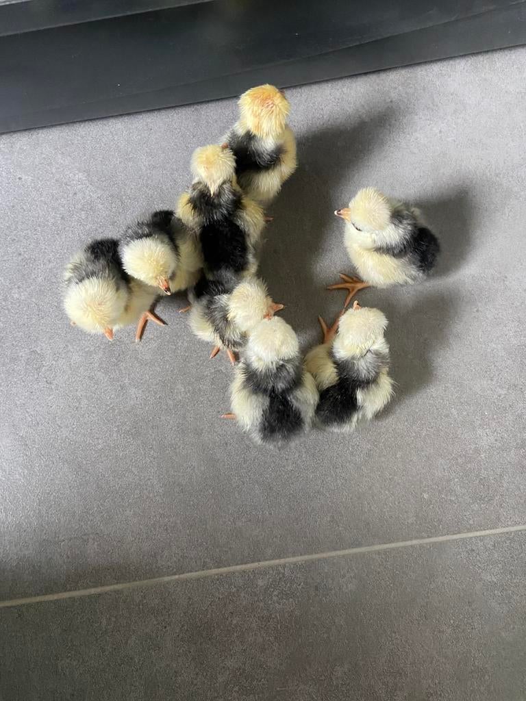 Kuikens Hollandse kuifhoen, Sexe inconnu