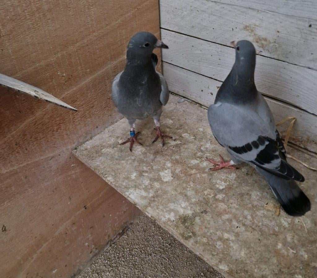 Jongens van bekende rassen, Dieren en Toebehoren, Geslacht onbekend, Postduif