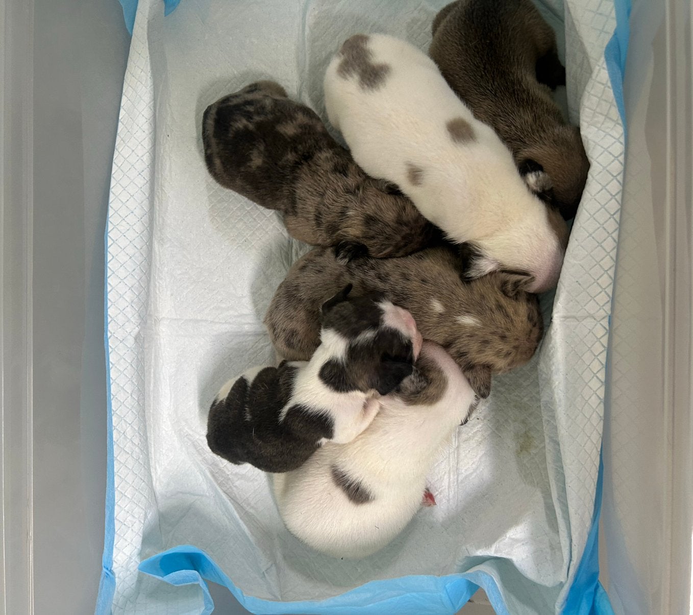 Franse bulldog ouders aanwezig, Dieren en Toebehoren, Honden | Bulldogs, Pinschers en Molossers, Meerdere dieren, Bulldog, Particulier