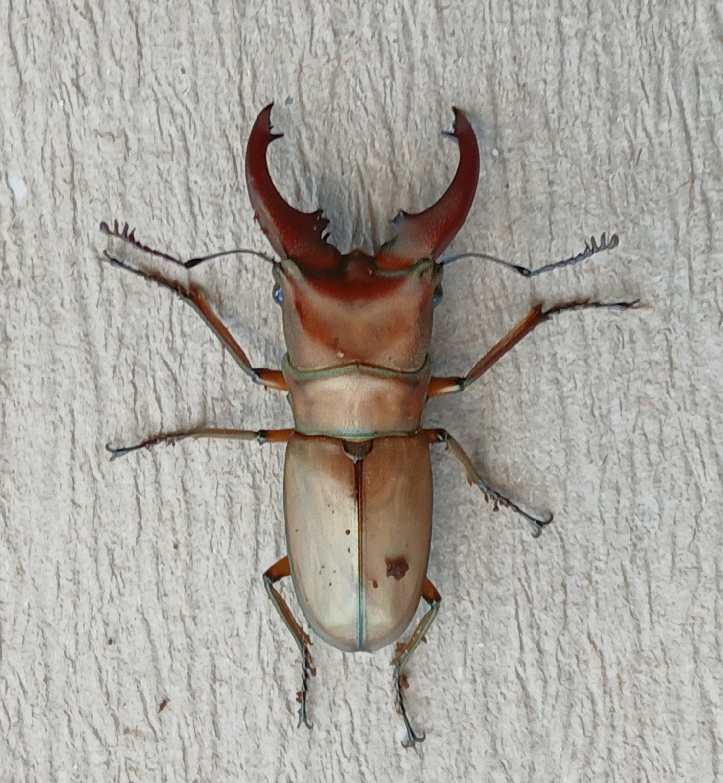 cyclommatus mniszechi larfjes l3, Dieren en Toebehoren, Insecten en Spinnen