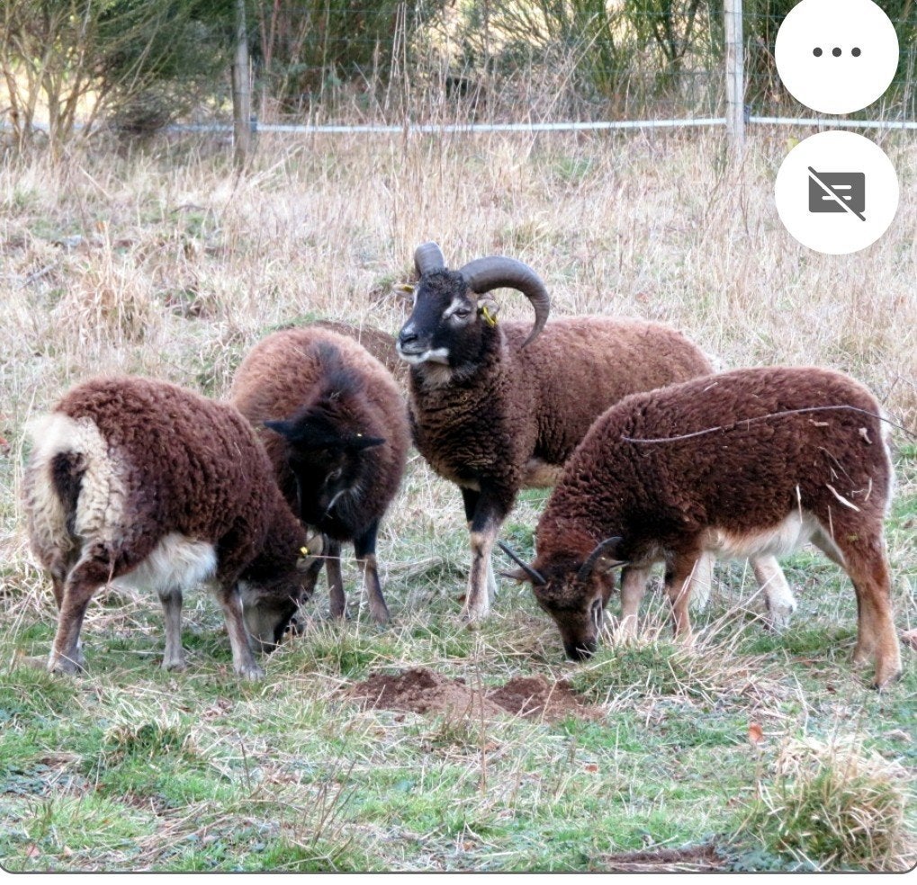couple moutons soay