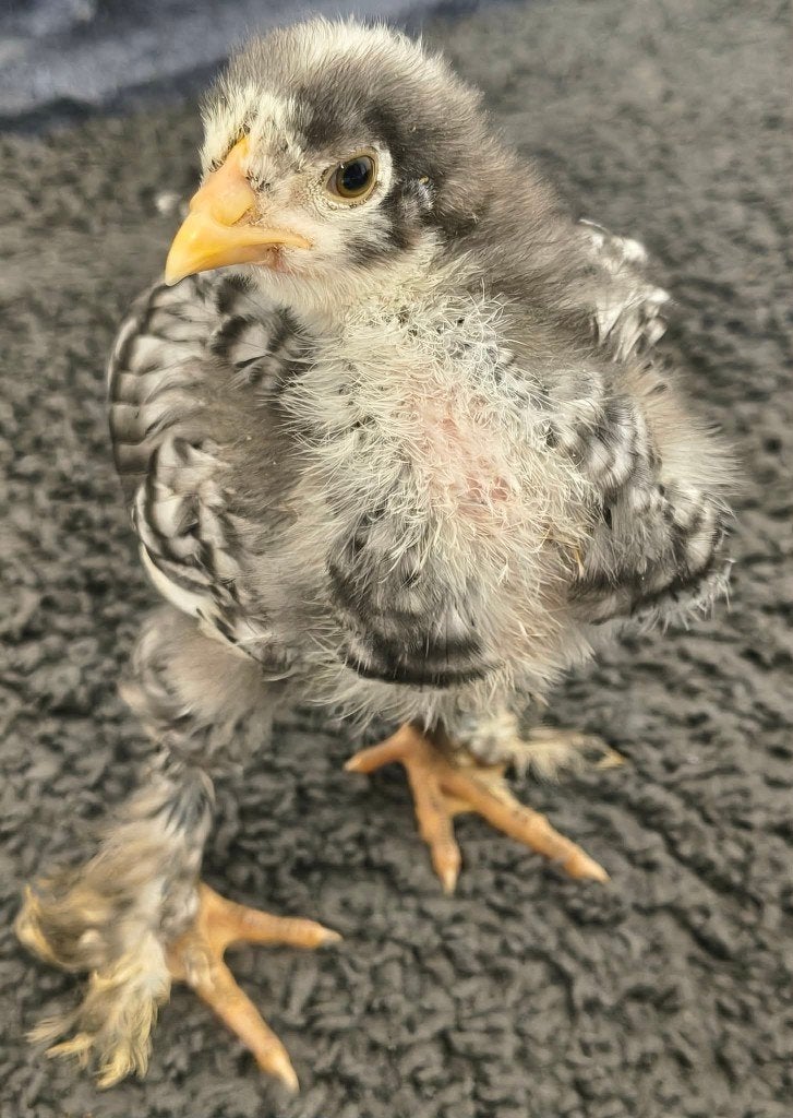 Coq Brahma coucou, Enlèvement