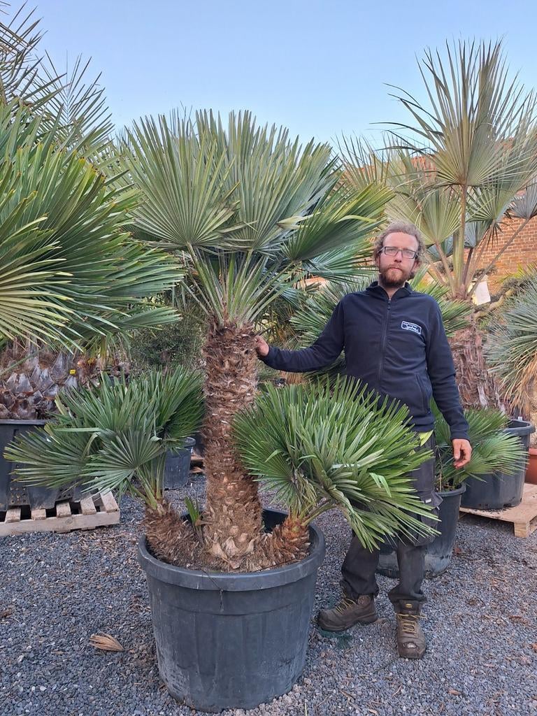 Chamaerops vulcano XXL, Tuin en Terras, Planten | Bomen, Ophalen of Verzenden