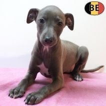 Chiots Petit Lévrier Italien - Une élégance naturelle, Animaux & Accessoires, Commerçant, Maladie de Carré (chiens), Autres races