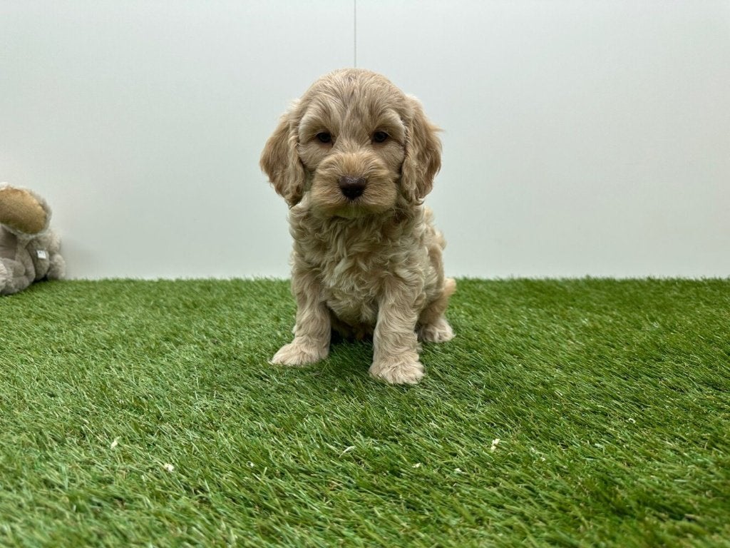 Nestje Cockapoo pups 2, Parvo, België, 8 tot 15 weken, Meerdere