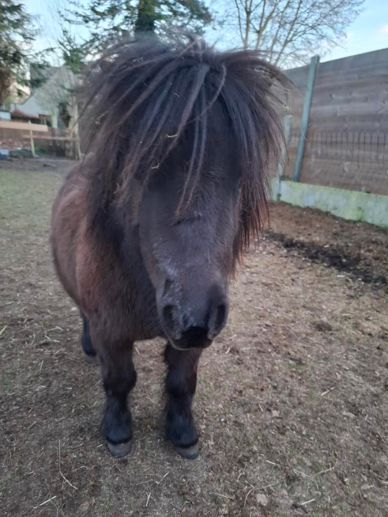 Zwarte mini shetlander hengst, Hengst