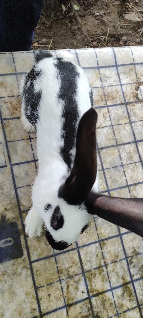 Reuzevlinder / Groot Lotharinger, Dieren en Toebehoren, Meerdere dieren, Groot, 0 tot 2 jaar