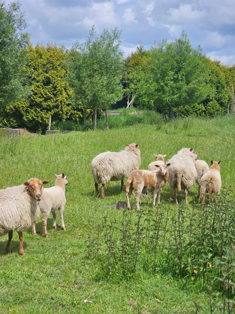 Diverse houtlander lammers, Dieren en Toebehoren, Schapen, Geiten en Varkens