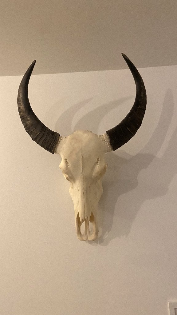 Schedel koe met hoorns, Ophalen, Zo goed als nieuw, Decoratieobject