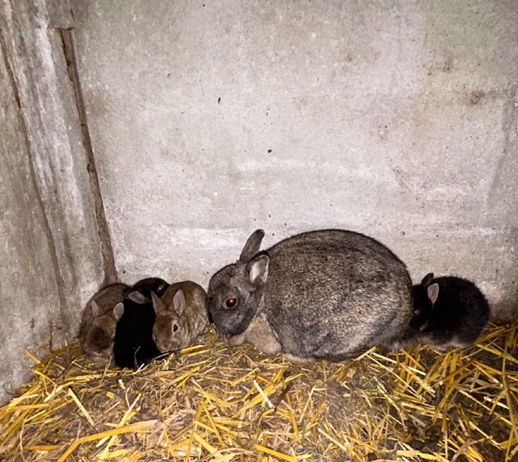 Lapin à nain hollandais, Plusieurs animaux, Nain, 0 à 2 ans