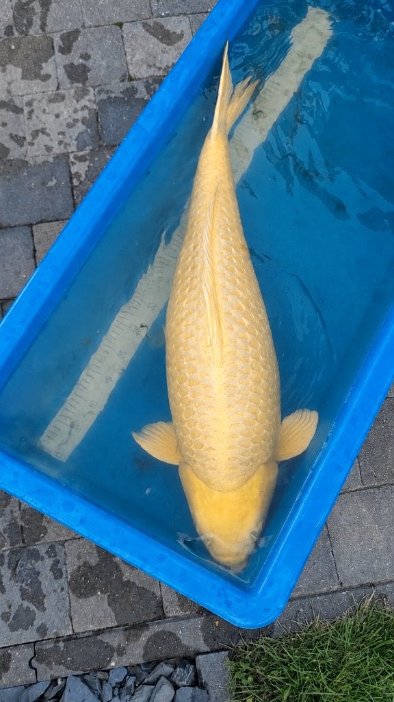 Koi bassin, Enlèvement, Neuf, Autres types