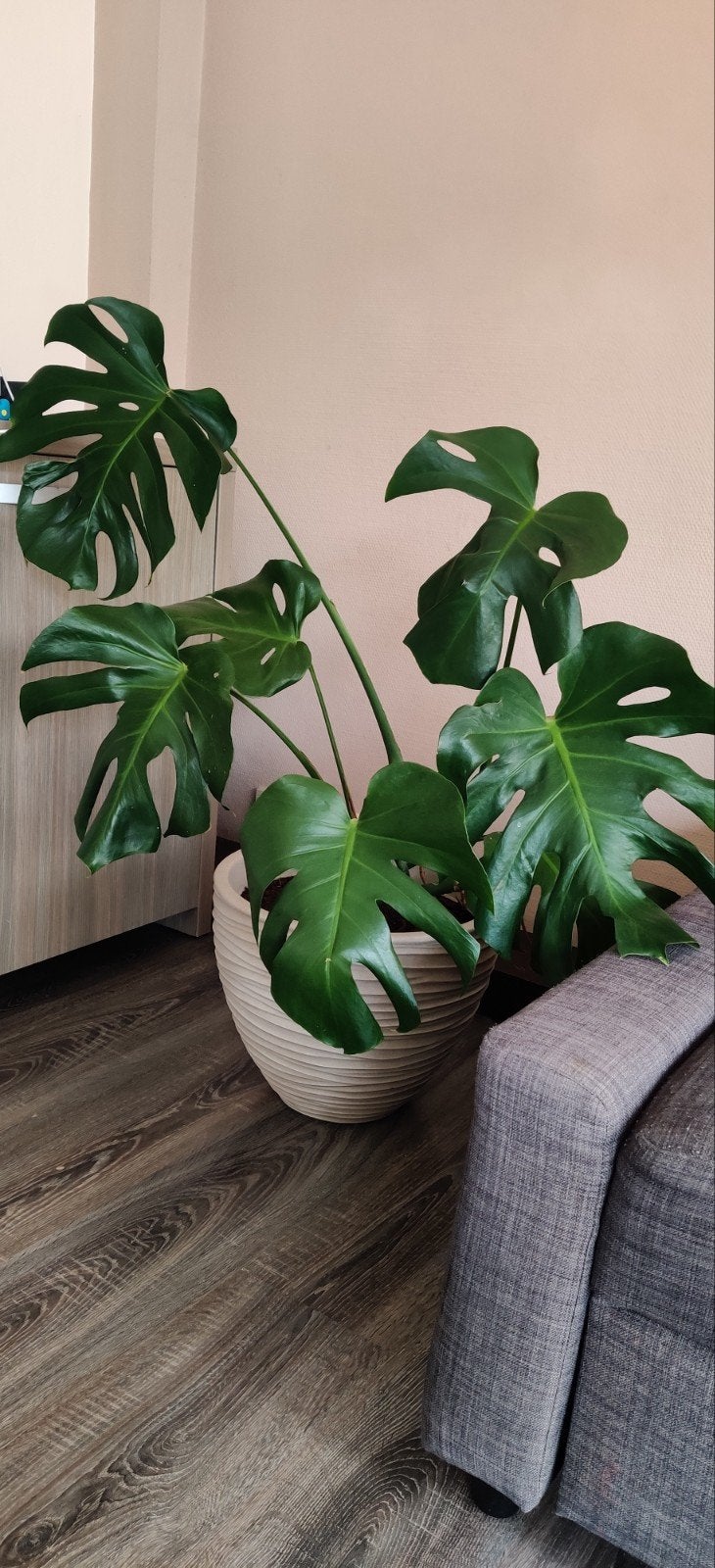 Monstera Deliciosa, Jardin & Terrasse, Plantes | Arbres