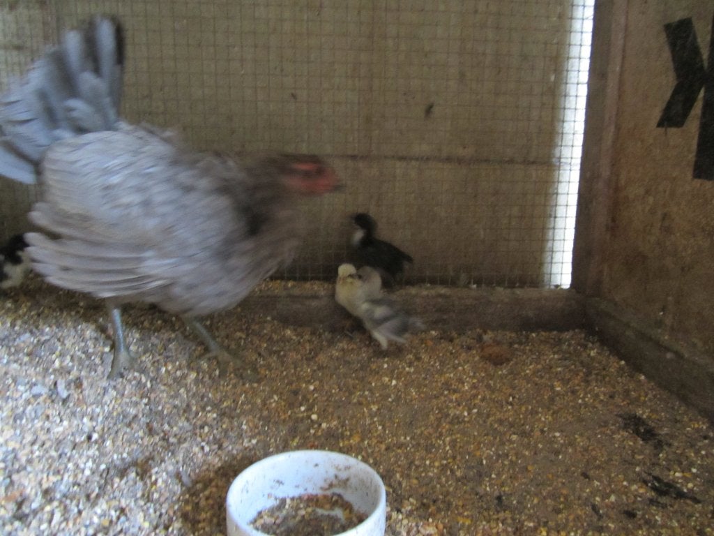 Mooie kloek met 7 kuikens, Dieren en Toebehoren, Pluimvee, Meerdere dieren, Kip