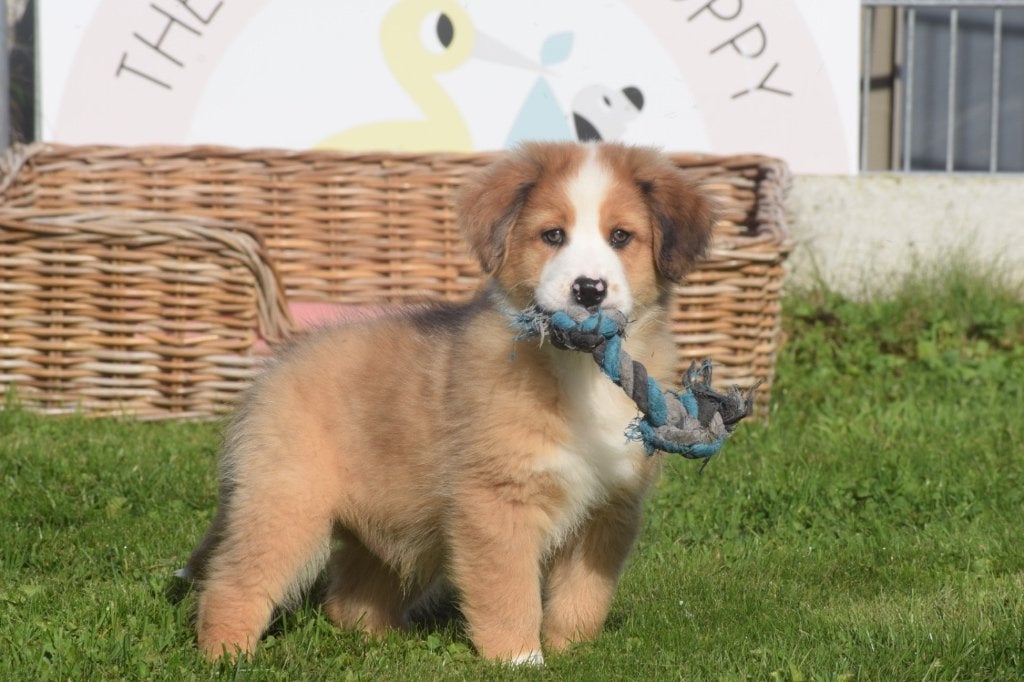 Nouveau nid pour chiots bergers australiens, 15 semaines à 1 an, Maladie de Carré (chiens), Éleveur | Professionnel, Plusieurs