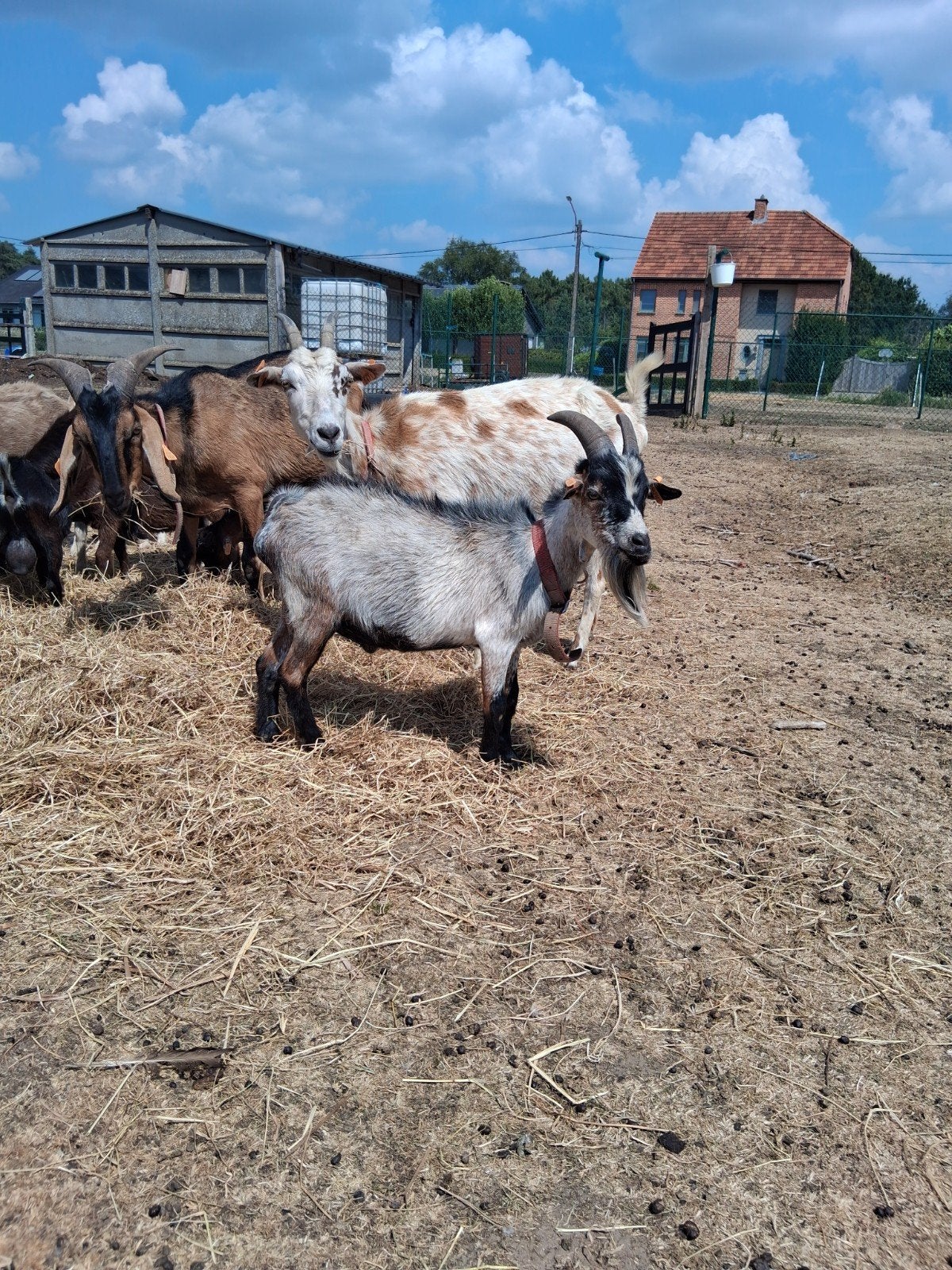 Dekbok, Animaux & Accessoires, Moutons, Chèvres & Cochons, Chèvre, Mâle, 0 à 2 ans
