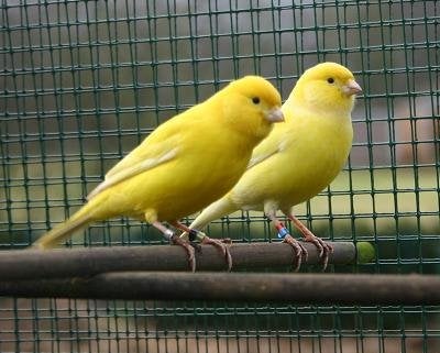 Gele kanaries uit buitenvoliere (mannen), Dieren en Toebehoren