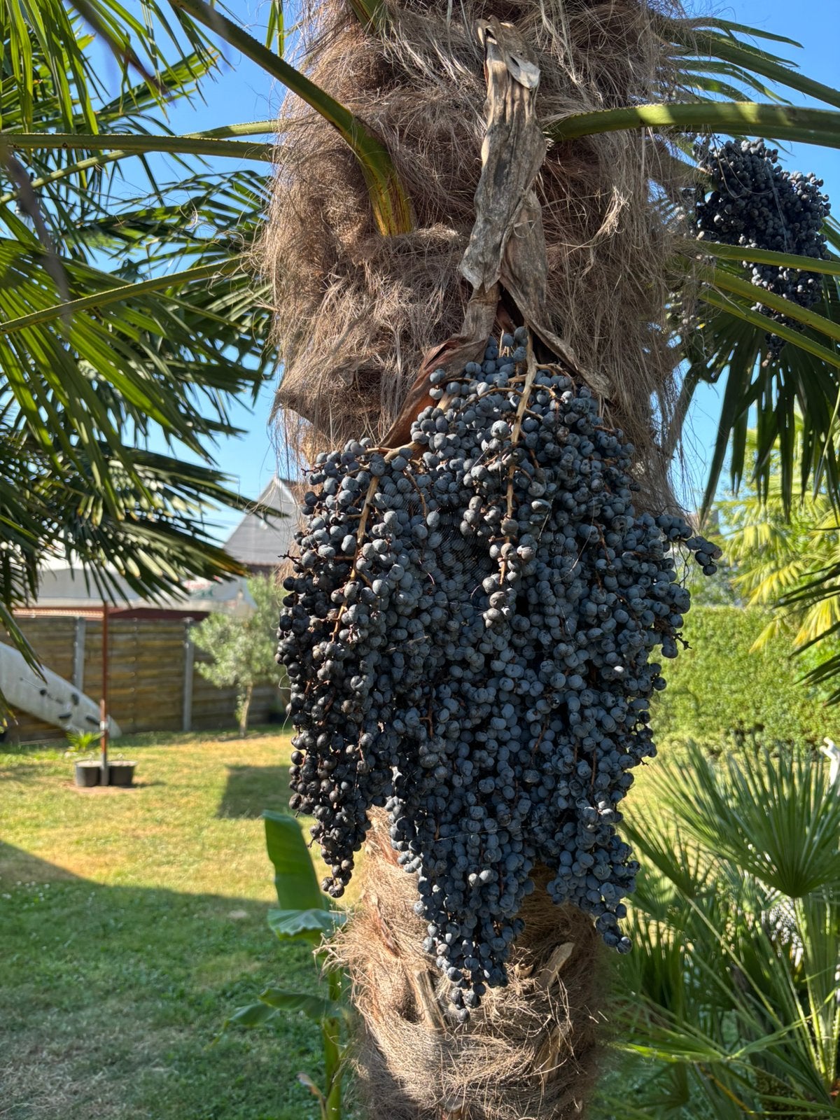 Zaad plamboom, Tuin en Terras, Ophalen, Palmboom