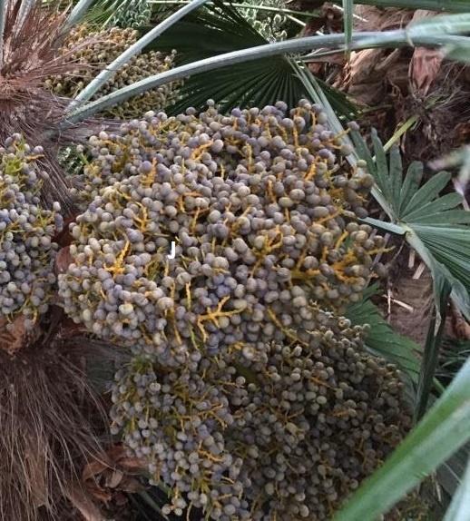 Palmzaden  Trachycarpus princeps / nanus / Naggy, Volle zon, Ophalen of Verzenden, Lente, Minder dan 100 cm