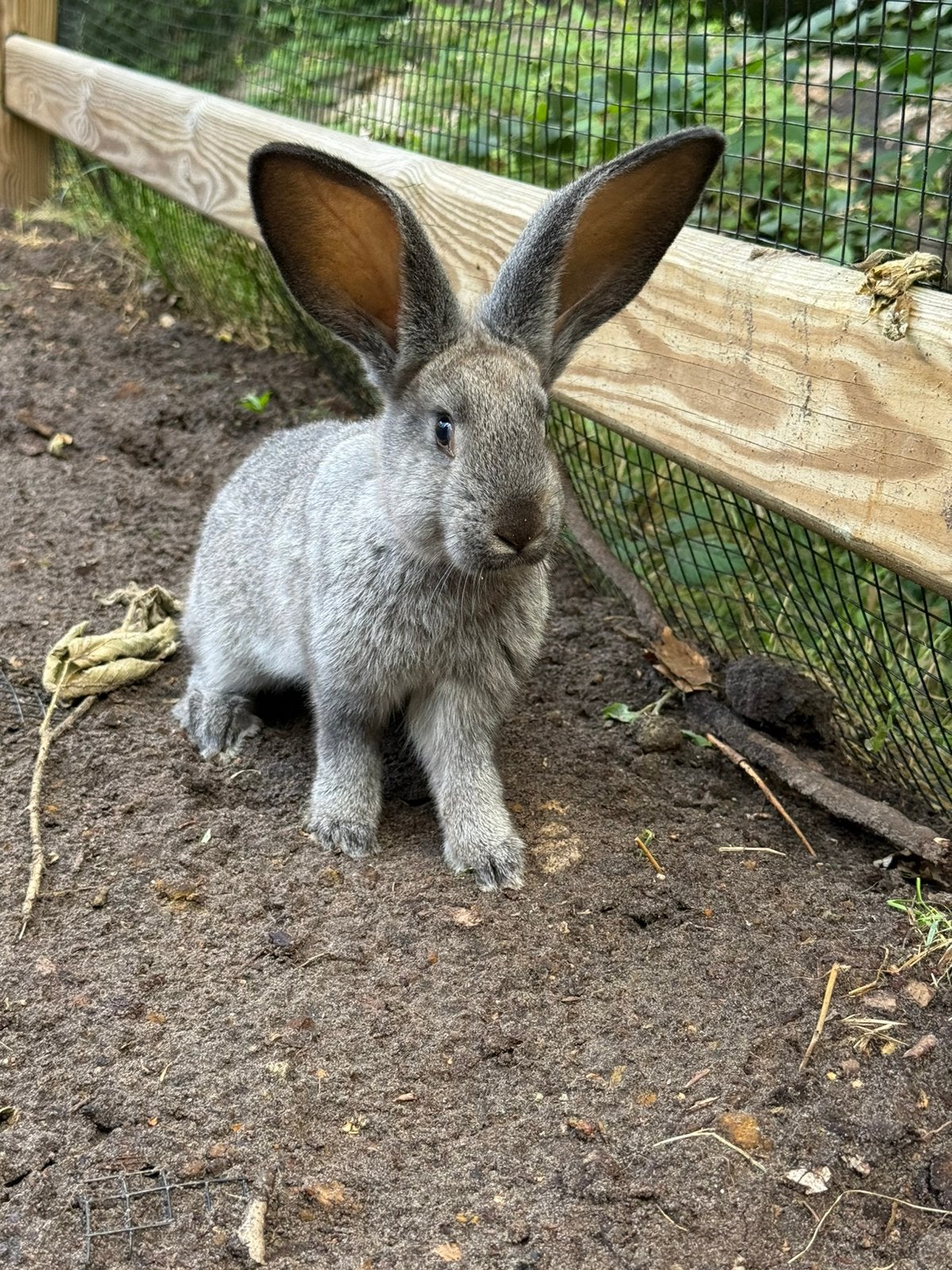 Vlaamse Reus (1V / 2M), Plusieurs animaux, Grand, 0 à 2 ans