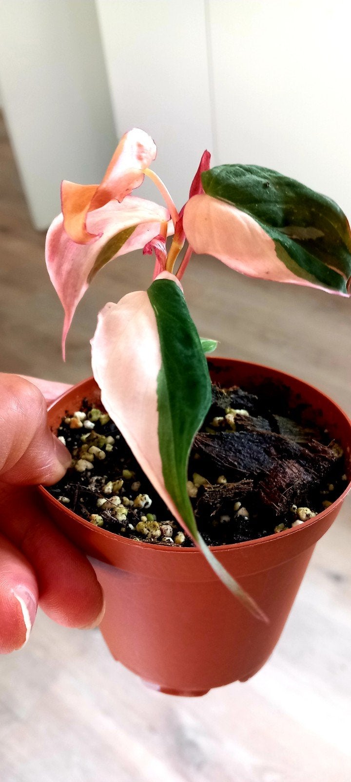 Philodendron micans roze variegata, Huis en Inrichting, Kamerplanten, Ophalen