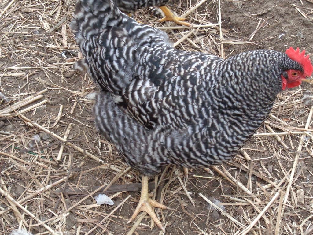 kippen : Amrock, e.a., Dieren en Toebehoren, Meerdere dieren, Kip