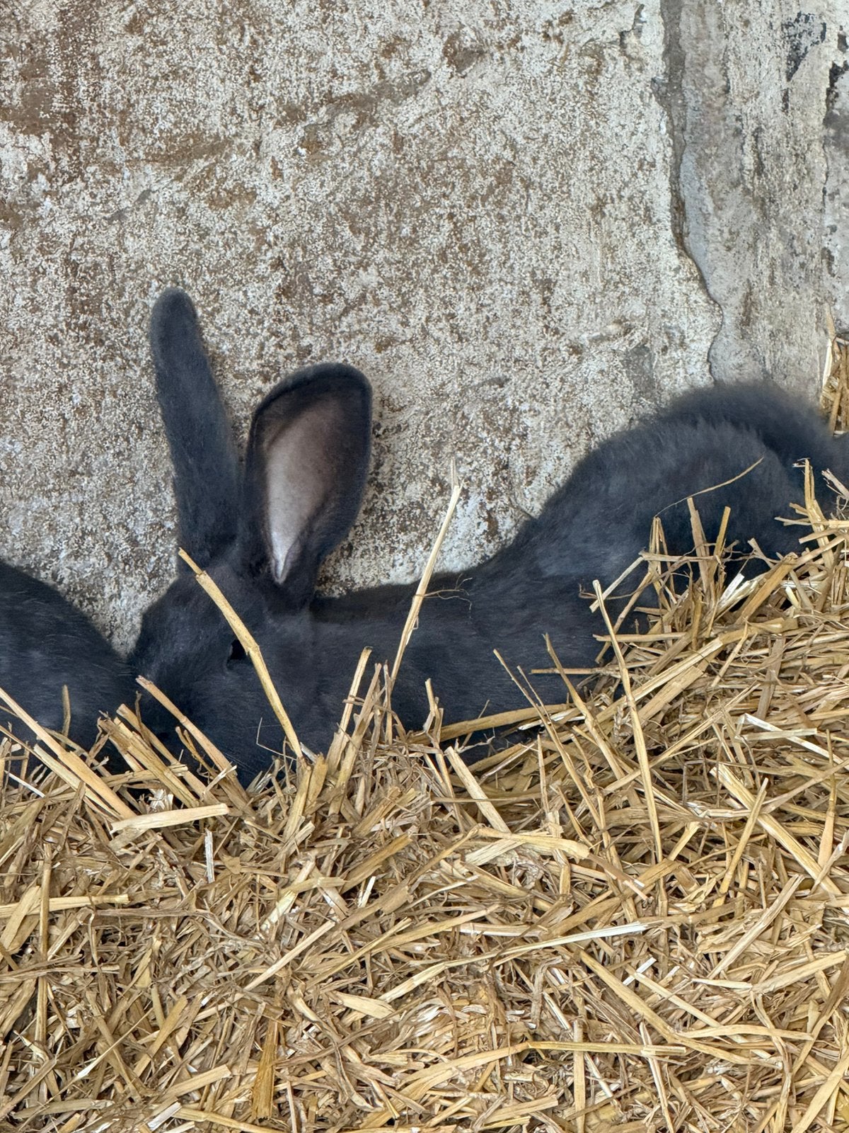 Duitse reuzen, Dieren en Toebehoren, Konijnen