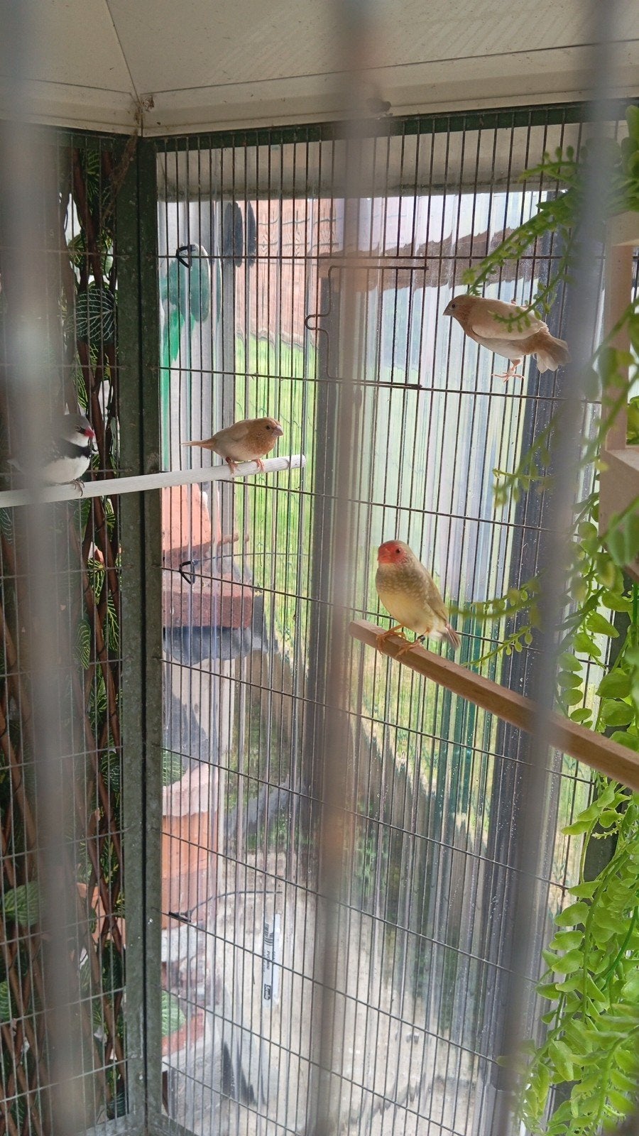 3 koppels binsen, Dieren en Toebehoren, Vogels | Overige Vogels
