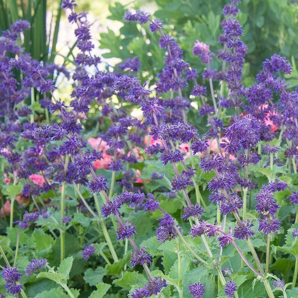 Kranssalie ‘Purple Rain’ - Zaden uit eigen gifvrije tuin, Jardin & Terrasse, Bulbes & Semences, Graine, Automne, Plein soleil