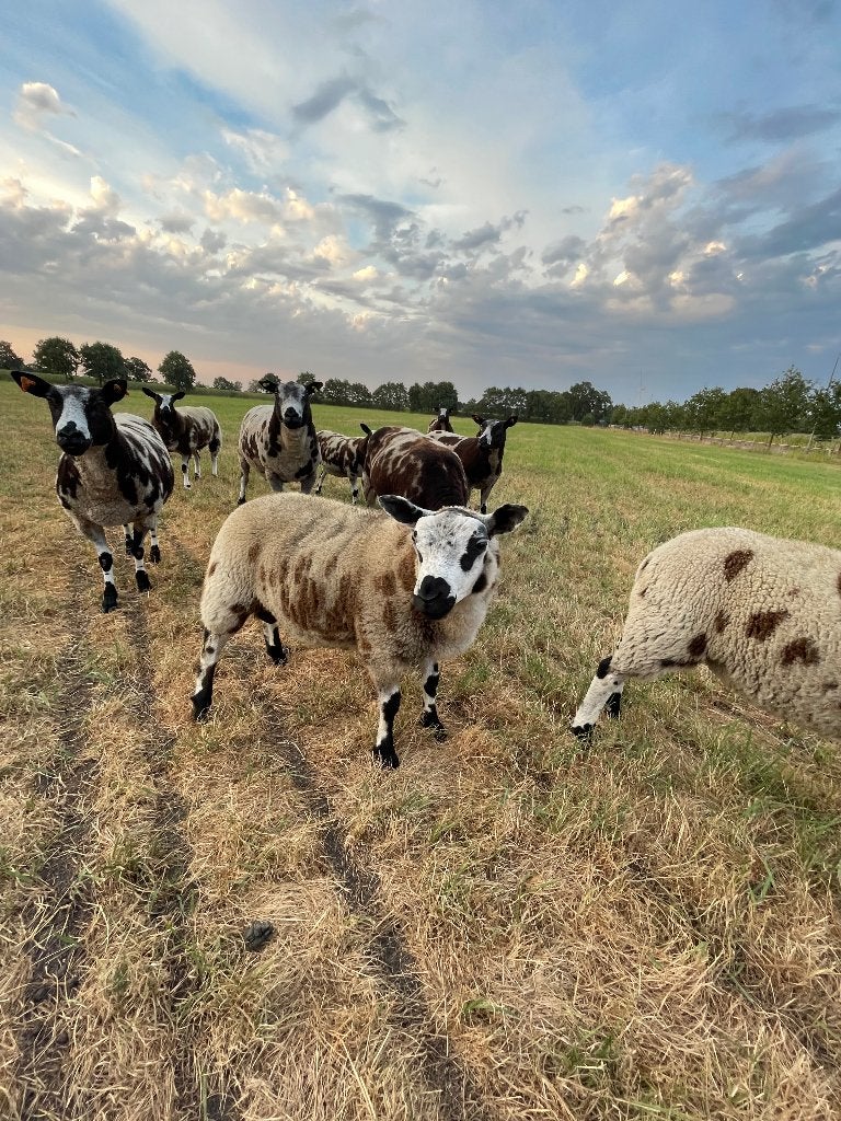 Baggerbonte rammen, Mâle, Mouton, 0 à 2 ans