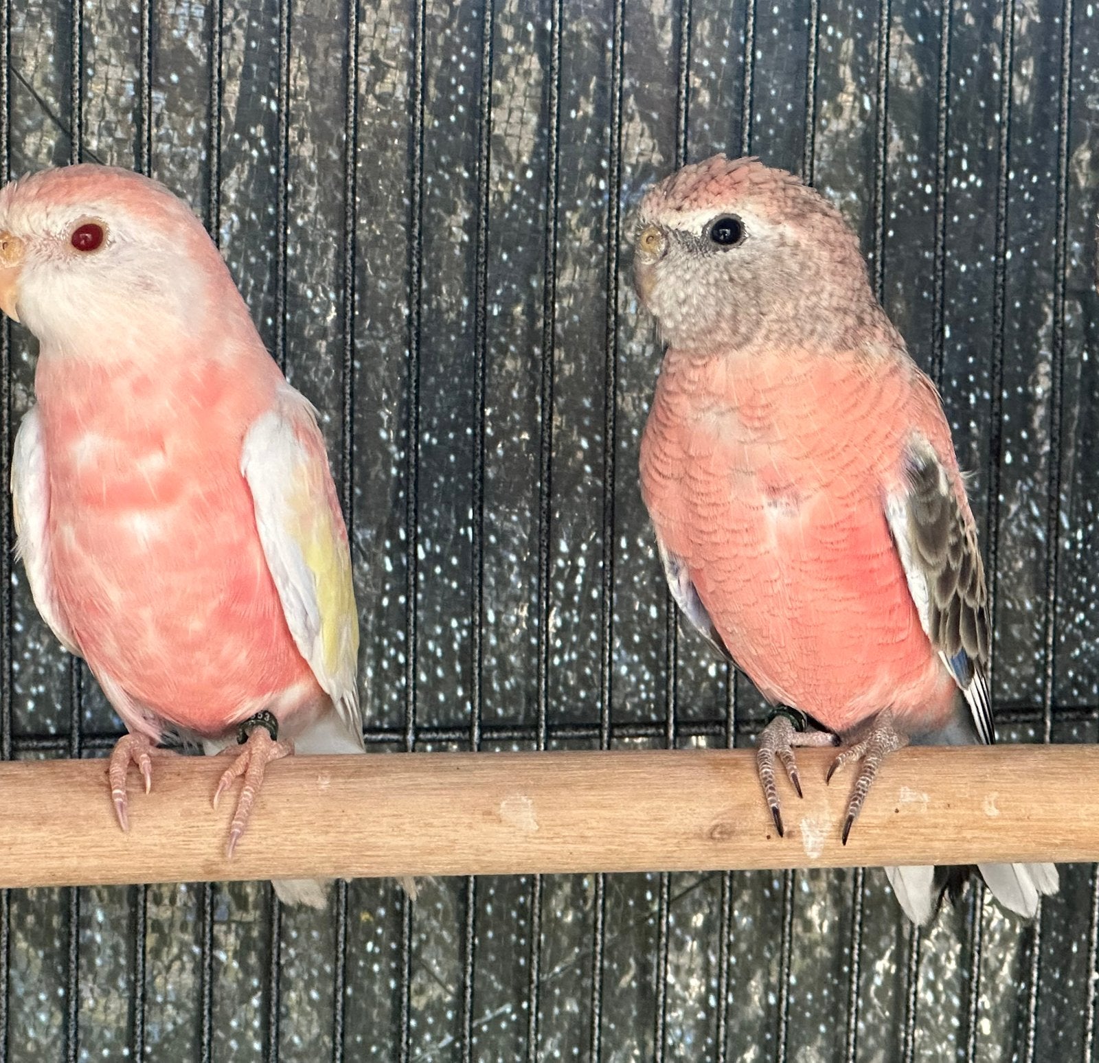 Verschillende soorten bourkes parkieten van 2026 geringd, Animaux & Accessoires, Oiseaux | Perruches & Perroquets, Plusieurs animaux