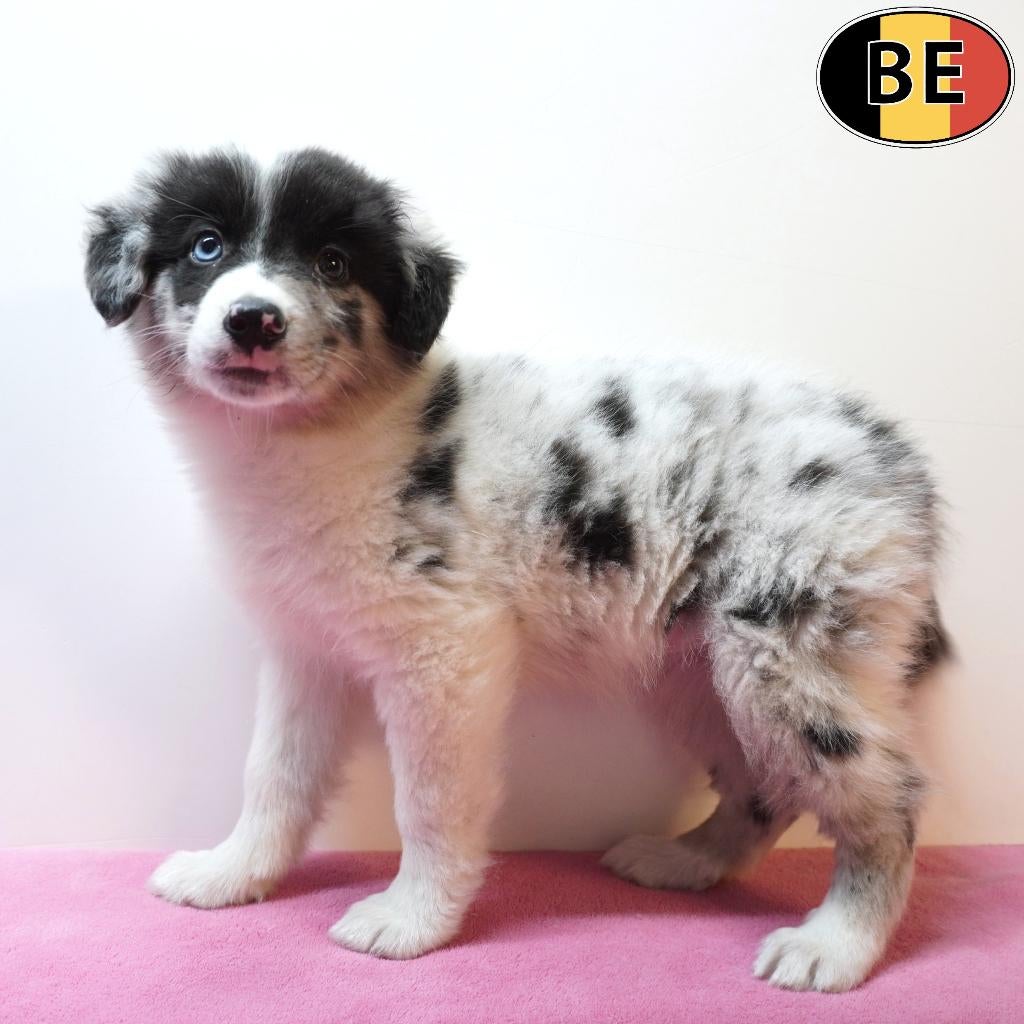 Border Collie chiots à vendre (belges), Commerçant, Autres races, 8 à 15 semaines, Plusieurs