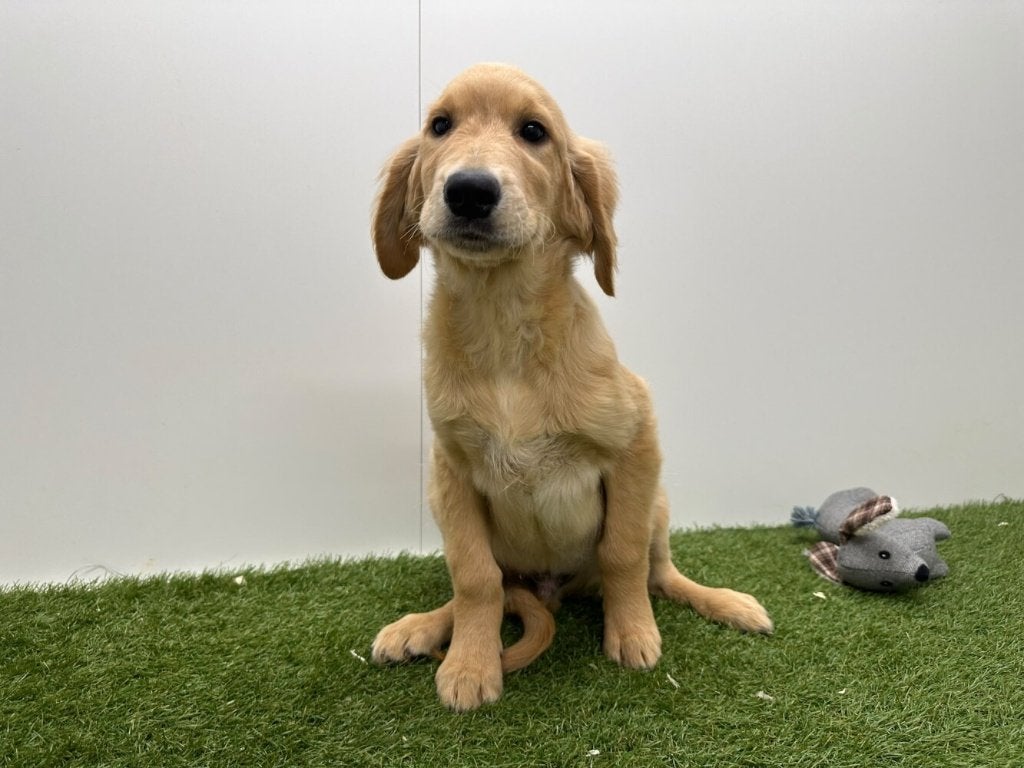 Chiot adolescent Golden Retriever