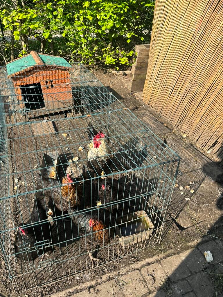 Kippenhok, Dieren en Toebehoren, Pluimvee
