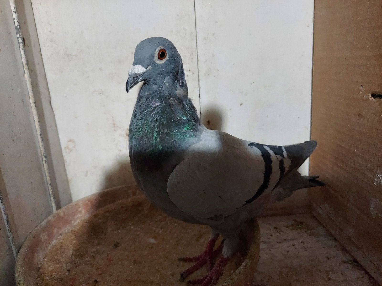 kweekduiver, Dieren en Toebehoren, Mannelijk, Postduif