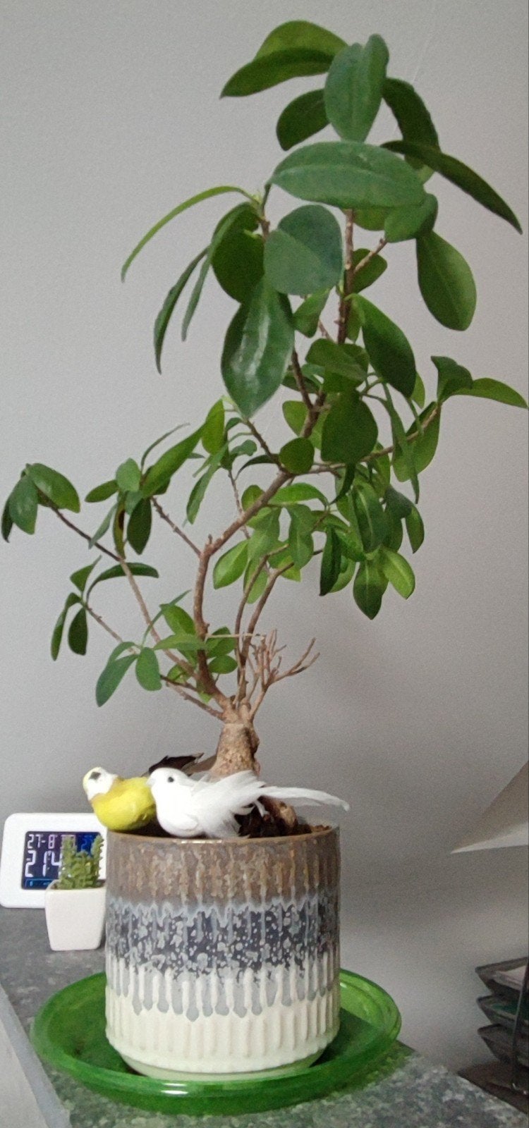 Kamerplant Ficus Ginseng, Ophalen, Halfschaduw